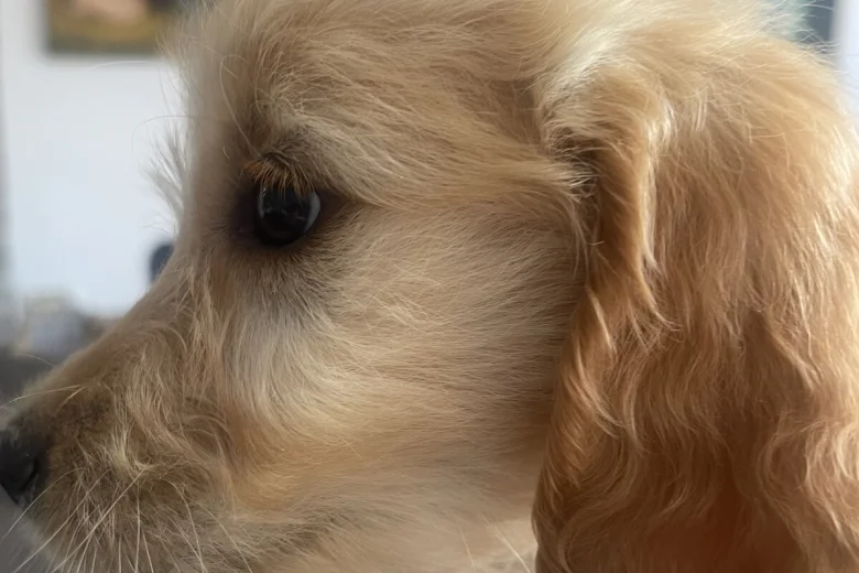 Goldendoodle