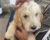 Goldendoodle