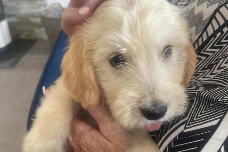 Goldendoodle