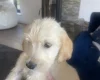 Goldendoodle