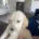 Goldendoodle