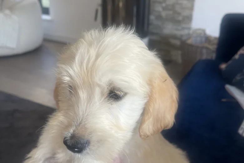 Goldendoodle