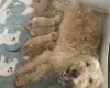Goldendoodle