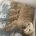Goldendoodle