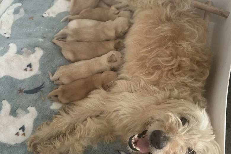 Goldendoodle