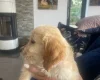 Goldendoodle