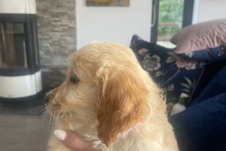 Goldendoodle