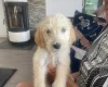 Goldendoodle