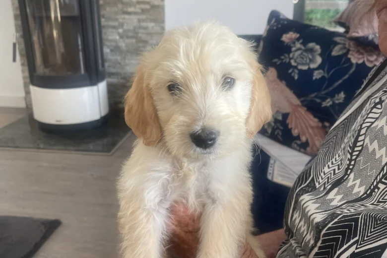 Goldendoodle