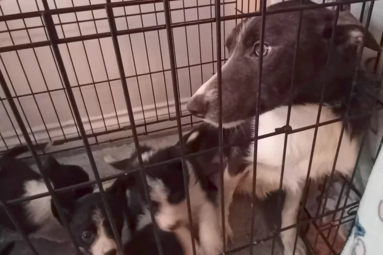 Border Collie