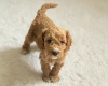 Cockapoo