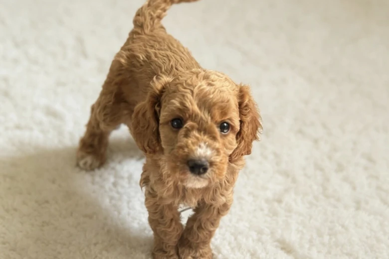 Cockapoo