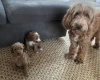 Cockapoo