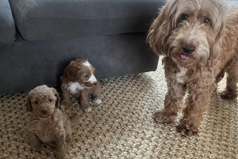Cockapoo