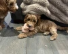 Cockapoo