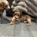 Cockapoo