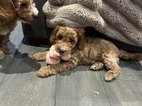 Cockapoo