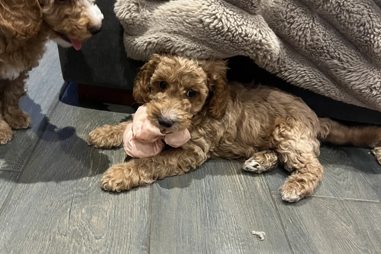 Cockapoo