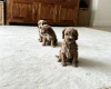 Cockapoo