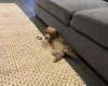 Cockapoo