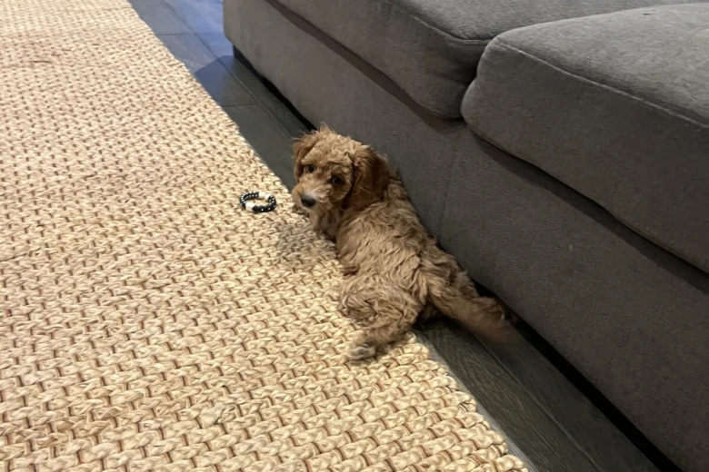 Cockapoo