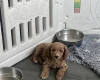 Cockapoo