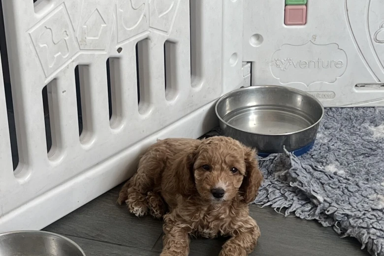 Cockapoo
