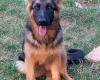 German Shepherd (Alsatian)