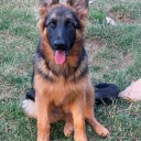 German Shepherd (Alsatian)