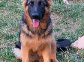 German Shepherd (Alsatian)