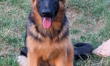 German Shepherd (Alsatian)