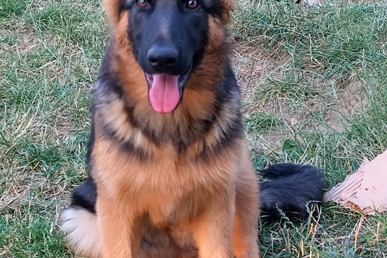 German Shepherd (Alsatian)