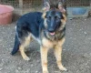 German Shepherd (Alsatian)