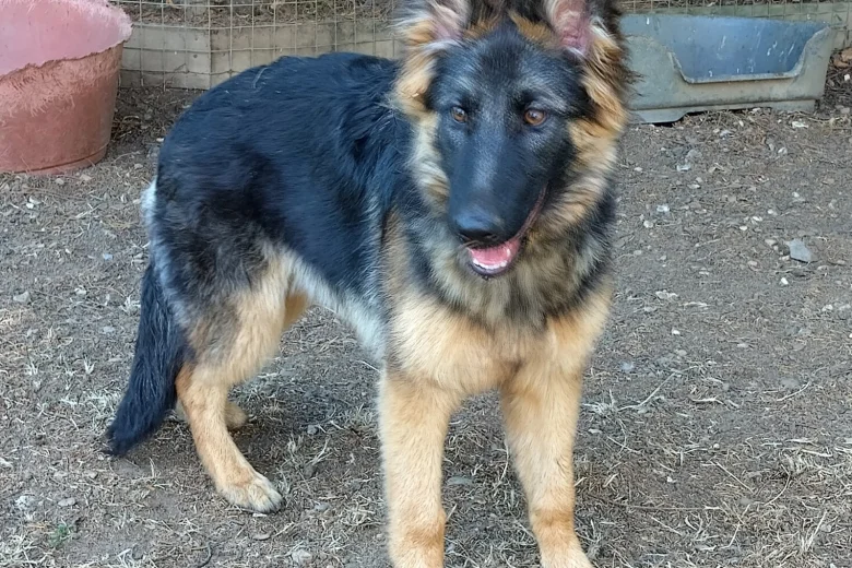 German Shepherd (Alsatian)