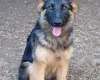German Shepherd (Alsatian)