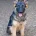 German Shepherd (Alsatian)