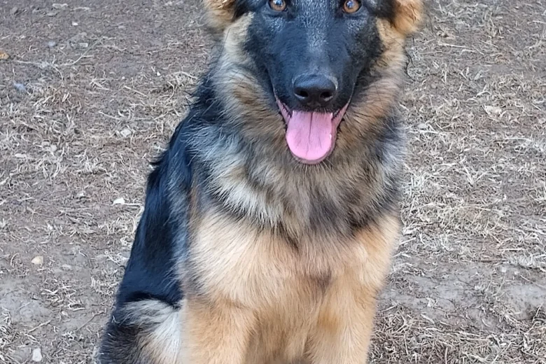 German Shepherd (Alsatian)