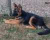 German Shepherd (Alsatian)