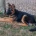 German Shepherd (Alsatian)