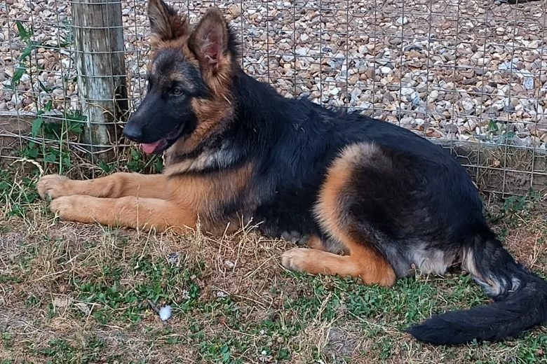 German Shepherd (Alsatian)