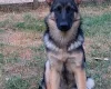 German Shepherd (Alsatian)