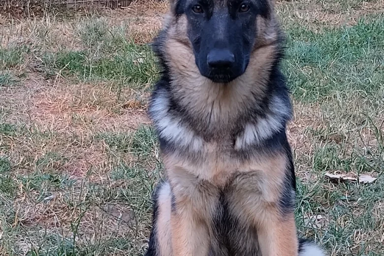 German Shepherd (Alsatian)