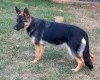 German Shepherd (Alsatian)