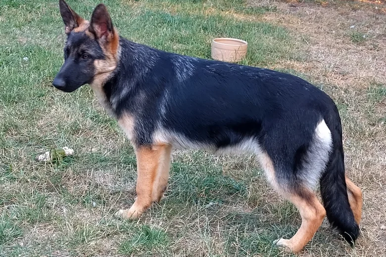 German Shepherd (Alsatian)