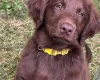 Flat Coated Retriever
