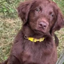 Flat Coated Retriever