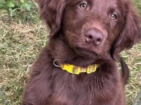 Flat Coated Retriever