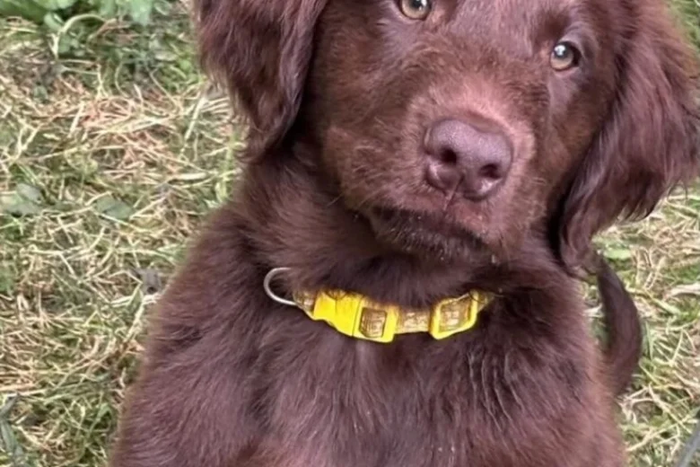 Flat Coated Retriever