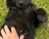 Flat Coated Retriever