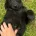 Flat Coated Retriever